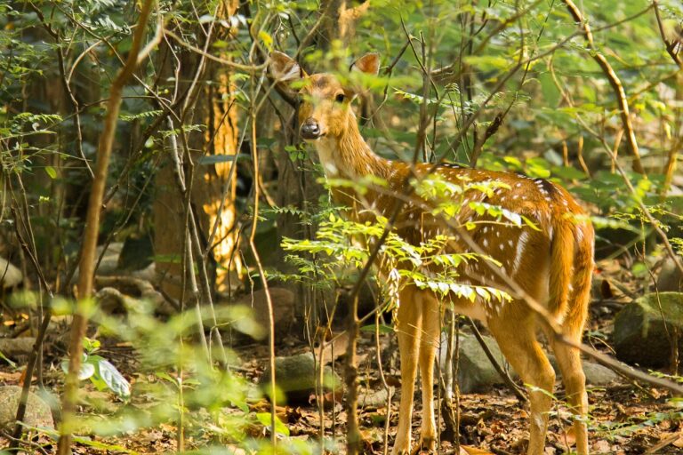 deer logo india trips