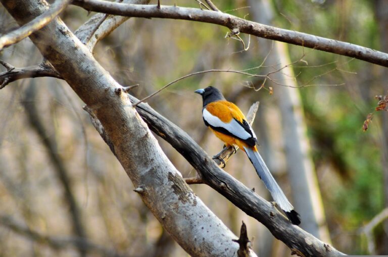 bird zoo india trips forest jungle