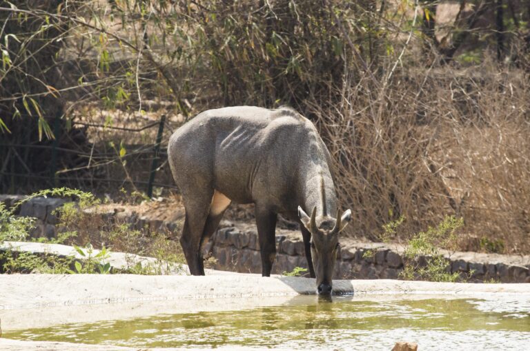 jim corbett animals india trips